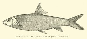 Fisk från Galileiska sjön, Capoeta Damascina av English School