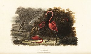 Flamingoer tittar förvånat på när deras följeslagare slaktas av en jägare av English School