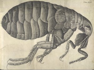 Loppa, från "Micrographia" av English School