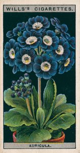 Blomsterodling i krukor: Alpina Auricula (chromolitho) av English School
