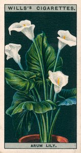 Blomkultur i krukor: Arumlilja eller Richardia (chromolitho) av English School