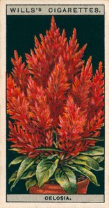 Blomsterodling i krukor: Celosia (kromolitho) av English School