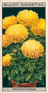 Blomsterodling i krukor: Dvärgchrysanthemum (chromolitho) av English School
