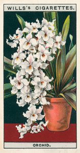 Blomsterodling i krukor: Orkidé (chromolitho) av English School