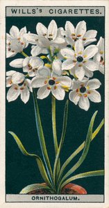 Blomsterodling i krukor: Ornithogalum (kromolitho) av English School