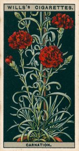 Blomsterodling i krukor: Evigt blommande nejlika (chromolitho) av English School
