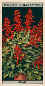Blomsterodling i krukor: Salvia (kromolitho) av English School