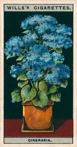 Blomsterodling i krukor: Stjärnkineraria (chromolitho) av English School