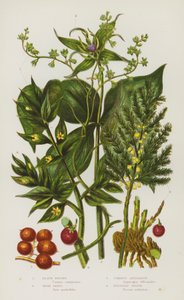 Blommande växter i Storbritannien: Black Briony, Herb Paris, Common Sparris, Butchers Broom (färg litho) av English School