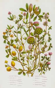 Blommande växter i Storbritannien: Boccones treklöver, grov styv treklöver, slät rund treklöver, kvävd treklöver, upprätt rund treklöver, smultron treklöver, omvänd treklöver, humle treklöver, mindre gul treklöver, smal gul treklöver av English School