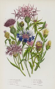 Blommande växter i Storbritannien: Brunstjärnblomma, svartstjärnblomma, storstjärnblomma, majsblomma, jerseystjärnblomma, vanlig stjärnblomma, gulstjärnblomma (färglitografi) av English School
