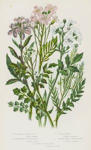 Blommande växter i Storbritannien: Klumpformig korallrot, storblommig bitterkrasse, gökblomma, smalbladig bitterkrasse, hårig bitterkrasse (färg litho) av English School