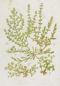 Blommande växter i Storbritannien: kycklinggräs, sandstroppört, söndersprängd vört, hårig spruckört, slingrande knutgräs, fyrbladiga alla frön (färg litho) av English School