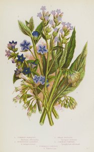 Blommande växter i Storbritannien: Alkanet, Evergreen Alkanet, Small Bugloss, Common Comfrey, Tuberous Comfrey (färg litho) av English School