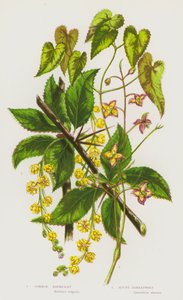 Blommande växter i Storbritannien: vanlig berberis, alpin kardört (färg litho) av English School