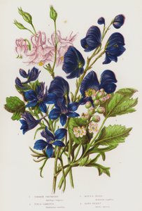 Blommande växter i Storbritannien: akleja, åkersporre, munkluva, banebär (färg litho) av English School