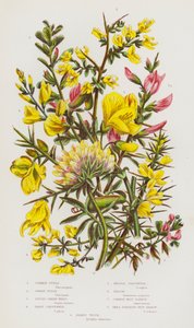 Blommande växter i Storbritannien: Vanlig furu, dvärgfuru, färggrönt, hårigt grönt, nålgrönt, kvast, vanlig restharv, liten spridd restharv, njurvicker (färglitografi) av English School