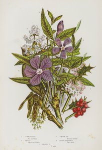 Blommande växter i Storbritannien: Järnek, Liguster, Vanlig Aska, Snäcka, Snäcka (färg litho) av English School