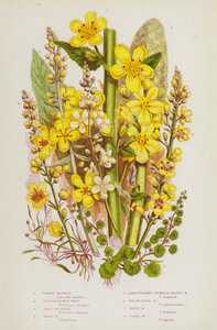 Blommande växter i Storbritannien: Vanlig mudwort, Cornish Money Wort, Great Mullein, Moth Mudwort, Storblommig Primrose Bladed Mudwort, Yellow Hoary Mudwort, White Mudwort, Dark Mudwort (färg litho) av English School
