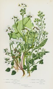 Blommande växter i Storbritannien: Vanligt skörbjugg, grönländskt skörbjugg, engelskt skörbjugg, danskt skörbjugg, pepparrot (färg litho) av English School