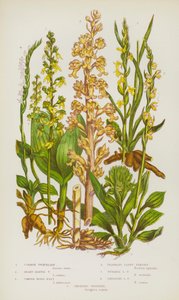 Blommande växter i Storbritannien: Vanlig Twayblade, Heart-Leaved Twayblade, Common Birds-Nest, Doftande Lady