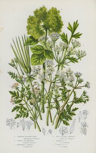 Blommande växter i Storbritannien: Cornish Bladder-Seed, Common Alexanders, Shepherd