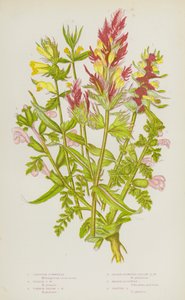 Blommande växter i Storbritannien: Kungsmynta, purpurmynta, gulmynta, gulmynta med mindre blommor, kärrmynta, betesmynta (färglitografi) av English School