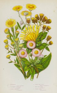 Blommande växter i Storbritannien: Elecampane, Ploughmans Spikenard, Golden Samphire, Common Flea Bane, Small Flea Bane, Common Daisy (färglitografi) av English School