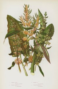 Blommande växter i Storbritannien: Fiddle Dock, Broad Leaved Dock, Golden Dock, Yellow Marsh Dock (färg litho) av English School