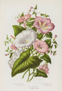 Blommande växter i Storbritannien: Åkerbränna, Storbinda, Havsbinda (färg litho) av English School