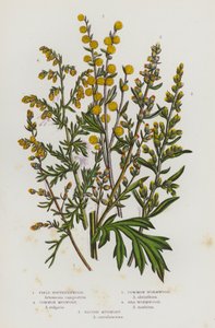 Blommande växter i Storbritannien: Södra åker, vanlig malört, vanlig malört, havsmalört, blåaktig muggört (färg litho) av English School
