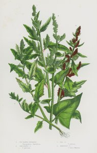 Blommande växter i Storbritannien: Figblommig gåsfot, ekblommig gåsfot, röd gåsfot, kvicksilvergåsfot (färglitografi) av English School