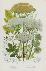 Blommande växter i Storbritannien: Trädgårdsängel, Vild Angelica, Havssvinsfänkål, Marsh Hogs Fänkål, Broad-Leaved Hogs Fänkål, Vanlig vild palsternacka (färg litho) av English School