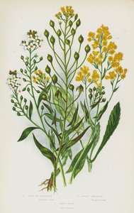 Blommande växter i Storbritannien: Gold of Pleasure, Sweet Alyssum, Dyer