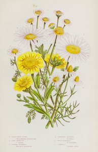 Blommande växter i Storbritannien: Great White Ox-Eye, Majsblomma, Feverfew, Doftfri Mayweed, Wild Chamomile, Common Chamomile (färg litho) av English School