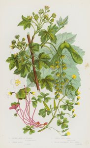 Blommande växter i Storbritannien: Större lönn eller platan, vanlig lönn, trädsyra, gul trädsyra (färg litho) av English School