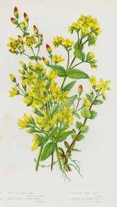 Blommande växter i Storbritannien: Hårig johannesört, liten upprätt johannesört, marsh johannesört, skäggig johannesört (färg litho) av English School