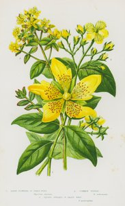 Blommande växter i Storbritannien: Storblommig johannesört, vanlig tustin, fyrkantig johannesört (färg litho) av English School