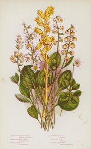 Blommande växter i Storbritannien: Storblommiga moneser, tandade vintergröna, rundbladiga vintergröna, mellanliggande vintergröna, mindre vintergröna, gula fågelbo (färg litho) av English School