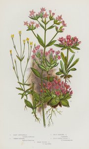 Blommande växter i Storbritannien: Least Gentianella, Common Centaury, Dwarf Branched Centaury, Broad Bladed Tufted Centaury, Dwarf Tufted Centaury (färg litho) av English School