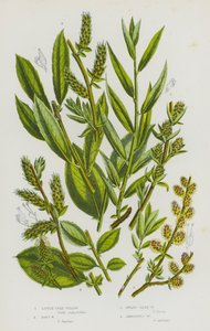 Blommande växter i Storbritannien: Little Tree Willow, Don