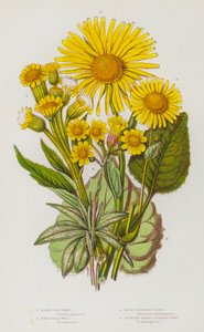 Blommande växter i Storbritannien: Marsh Flea Wort, Field Flea Wort, Great Leopard