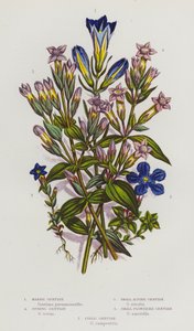 Blommande växter i Storbritannien: Kärrgentiana, vårgentiana, liten alpgentiana, småblommig gentiana, fältgentiana (färglitografi) av English School