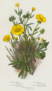 Blommande växter i Storbritannien: Ängskrabba, blek hårig smörblomma, majskrabba, småblommig kråkvicker, vanlig musört (färglitografi) av English School