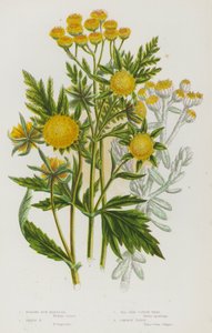 Blommande växter i Storbritannien: Knölsmörblomma, trifidsmörblomma, havssidans bomullsört, vanlig solvända (färglitografi) av English School