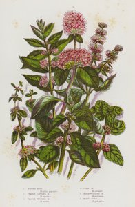 Blommande växter i Storbritannien: Pepparmynta, Water Capitate Mint, Marsh Whorled Mint, Corn Mint, Narrow Leaved Mint, Penny Royal (färg litho) av English School