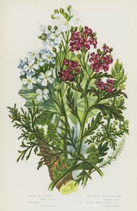 Blommande växter i Storbritannien: Lila havsraket, havskål, vårtkrasse eller svinkrasse, mindre vårtkrasse (färg litho) av English School
