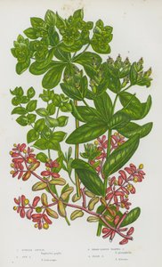 Blommande växter i Storbritannien: Purpursporre, solsporre, bredbladig krigsporre, irländsk sporre (färglitografi) av English School