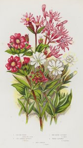 Blommande växter i Storbritannien: Ragged Robin, Red German Catchfly, Red Alpine Catchfly, White Catchfly, Red Campion (färg litho) av English School