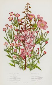 Blommande växter i Storbritannien: Rose-Bay Willow Herb, Stor Hårig Willow Herb, Småblommig Hårig Willow Herb, Bred Slät Bladed Willow Herb, Blek Slät Bladed Willow Herb, Sqaure Stjälkad Willow Herb, Sqaure Stjälkad Willow Herb, Smalbladig Marsh Willow Her av English School